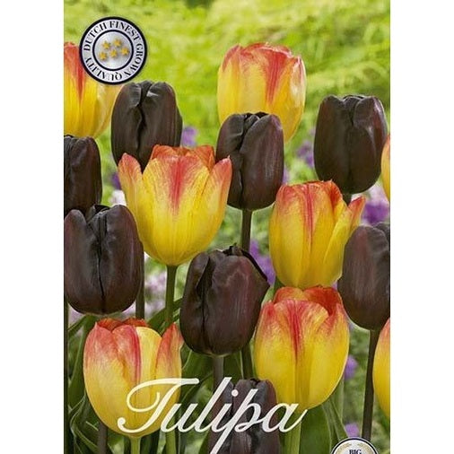 Tulpan Spring Sunset 15-pack